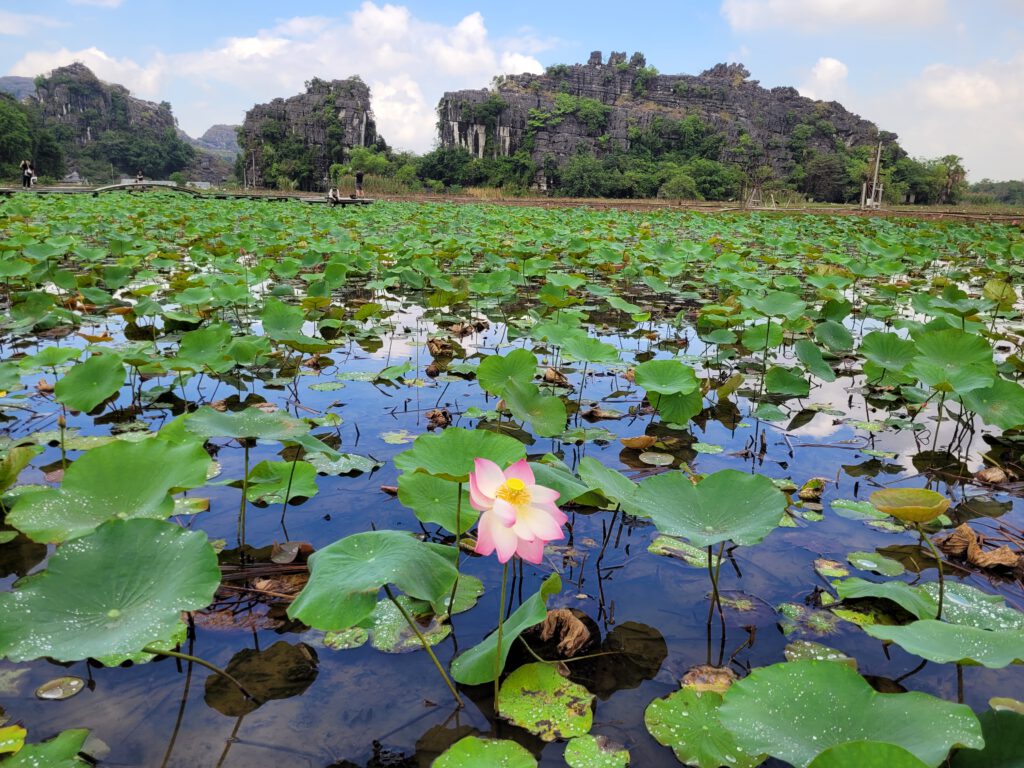 See voller Lotuspflanzen mit einer einzigen Blüte