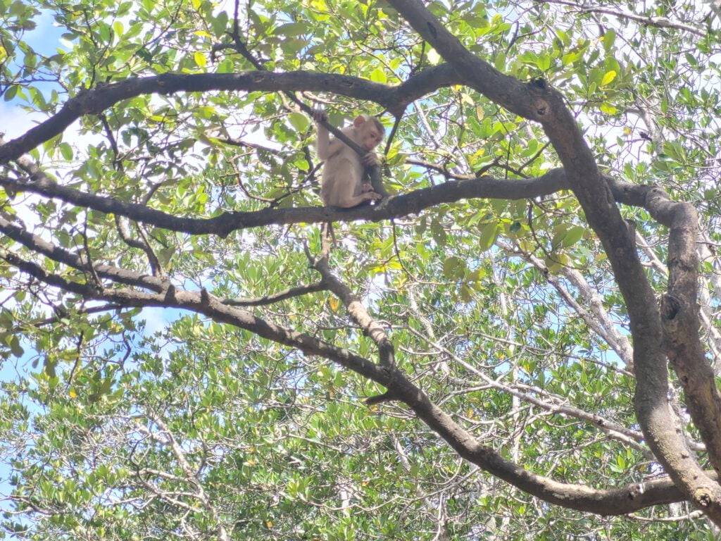 Affe in einem Baumwipfel auf Monkey Island
