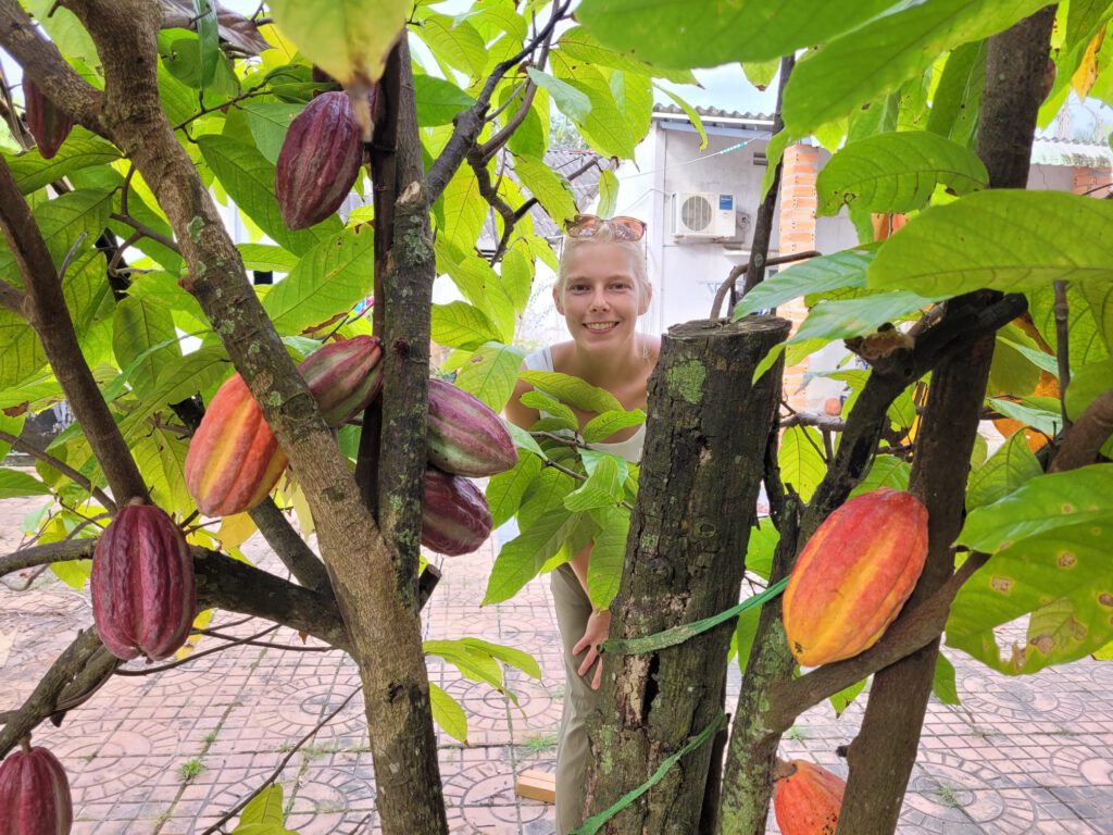 Kakao-Pflanze auf der Kakao Farm 