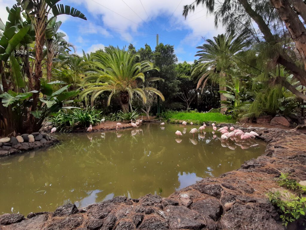 Flamingos im Oasis Wildlife Park